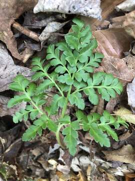 Image de Sceptridium rugulosum (W. H. Wagner) Skoda & Holub