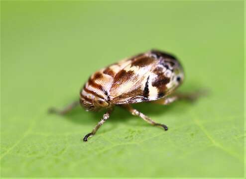 Image of Clastoptera arborina Ball 1927