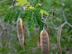 Image de Mimosa bahamensis Benth.