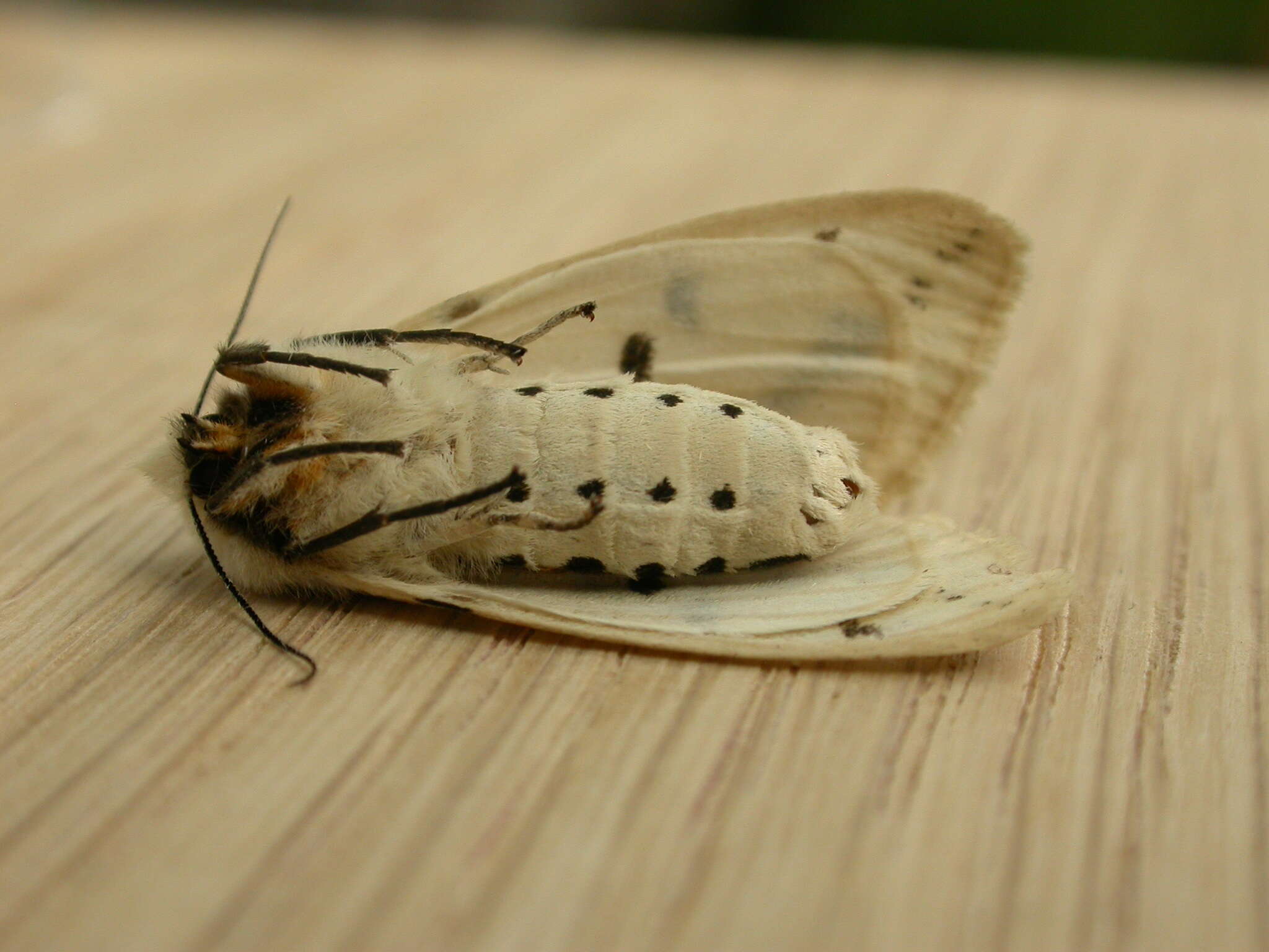 Spilosoma lutea Hüfnagel 1766 resmi