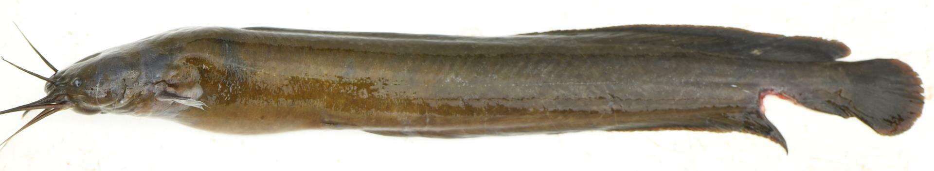 Image of Snake catfish