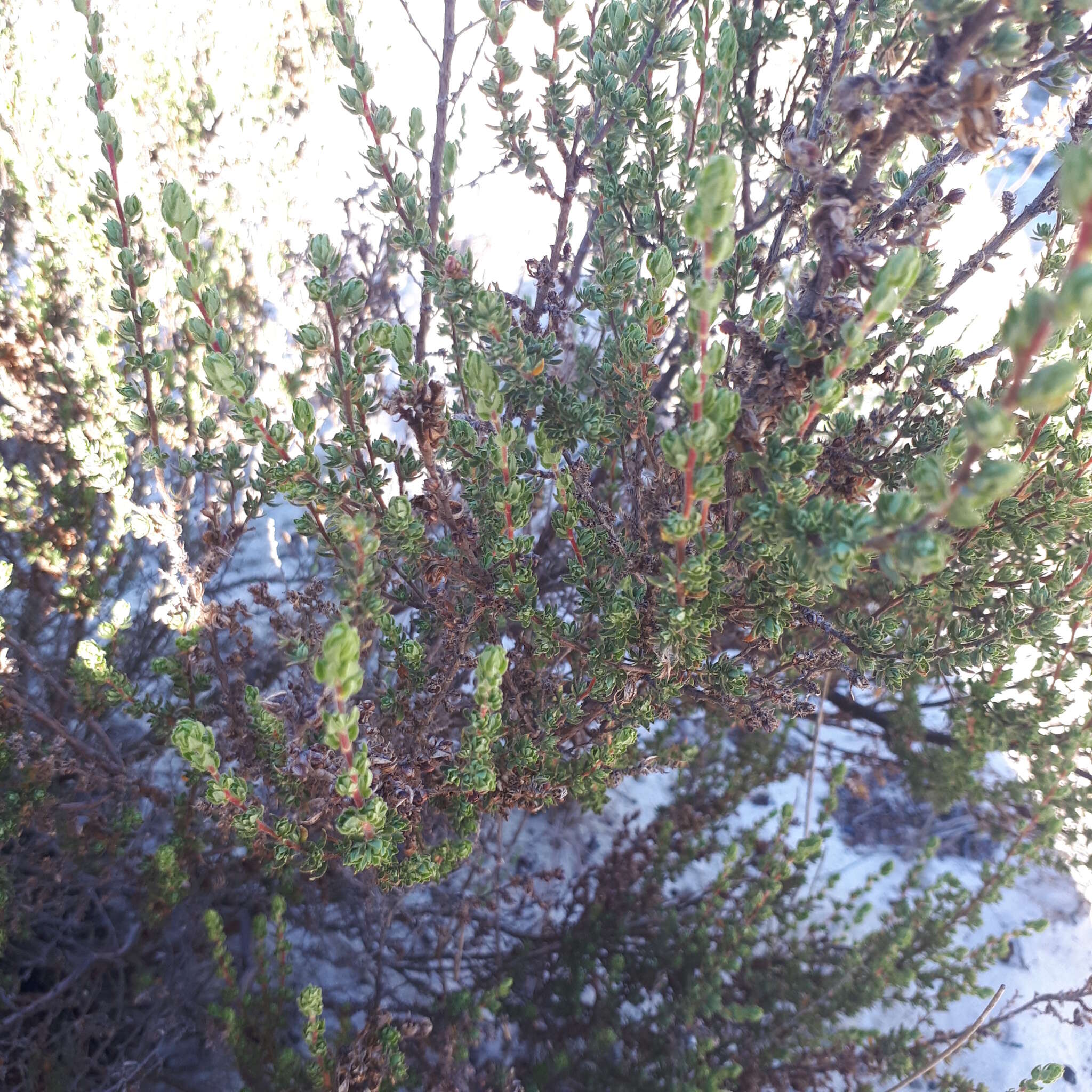 <i>Cliffortia <i>polygonifolia</i></i> var. polygonifolia resmi