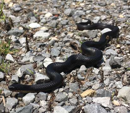 Image of Delta Crayfish Snake