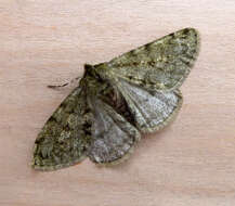 Image of pale brindled beauty