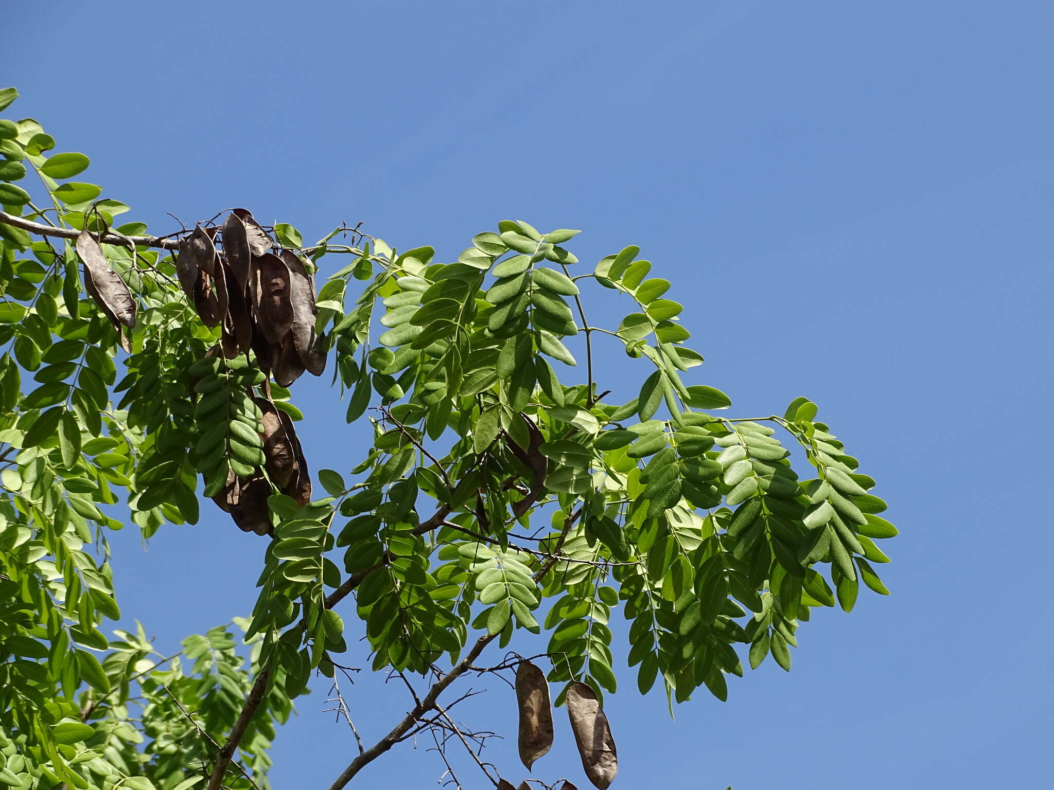 Image of <i>Coulteria mollis</i>