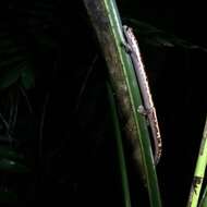 Image of Black-and-Gold Salamander