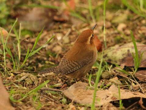 Image of Ochraceous Wren