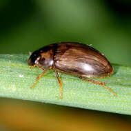 Image of Enochrus (Lumetus) quadripunctatus (Herbst 1797)