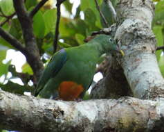 Image of Orange-bellied Fruit Dove