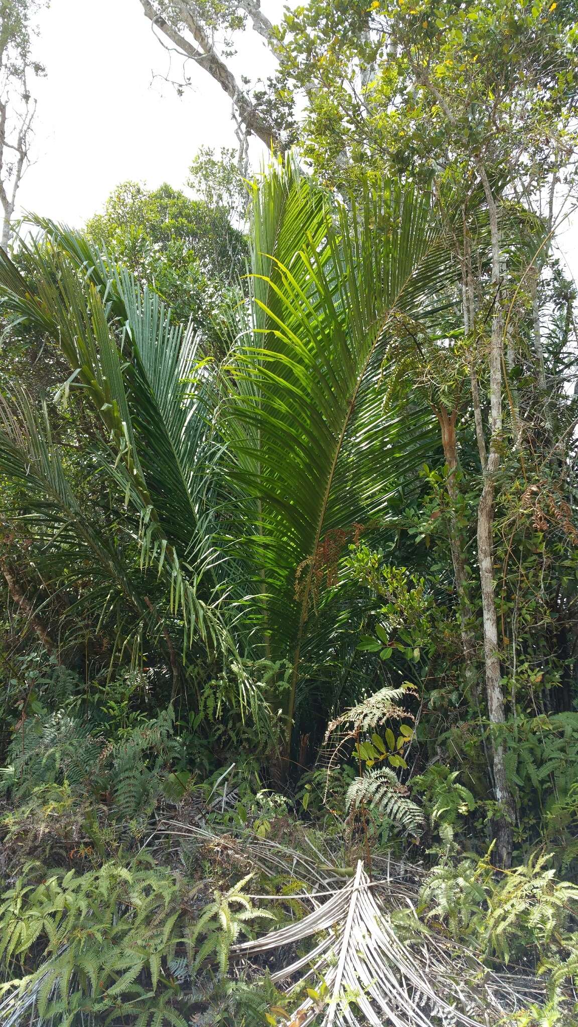 Image of Manarano palm