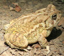 Image of Fowler's Toad