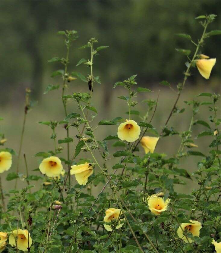 Image of Dongola hibiscus