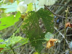 Sivun Dombeya tiliacea (Endl.) Planch. kuva