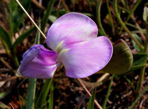 Image of Vigna unguiculata subsp. stenophylla (Harv.) Marechal et al.