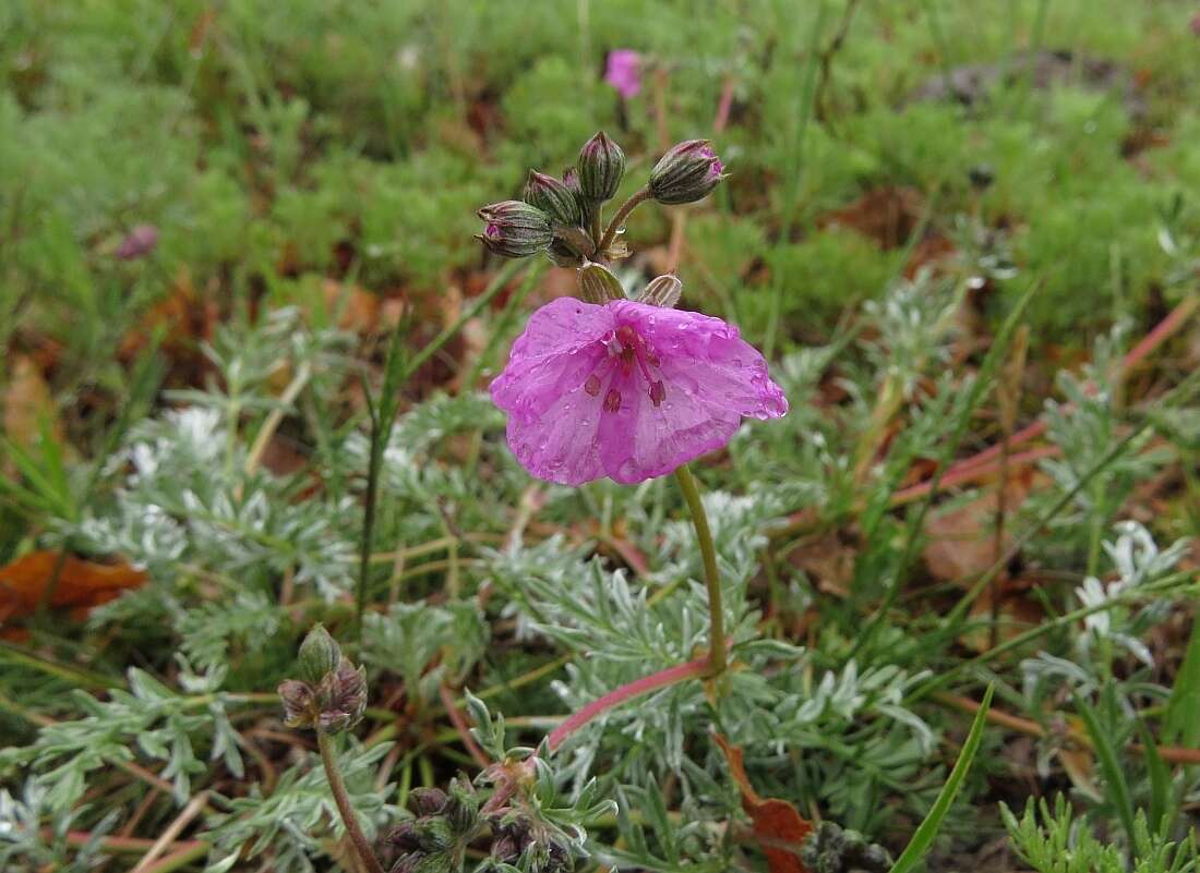 Image of Erodium elatum (Formánek) R. T. F. Clifton