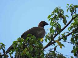 Ortalis motmot (Linnaeus 1766) resmi