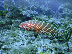 Image of Tiger Grouper