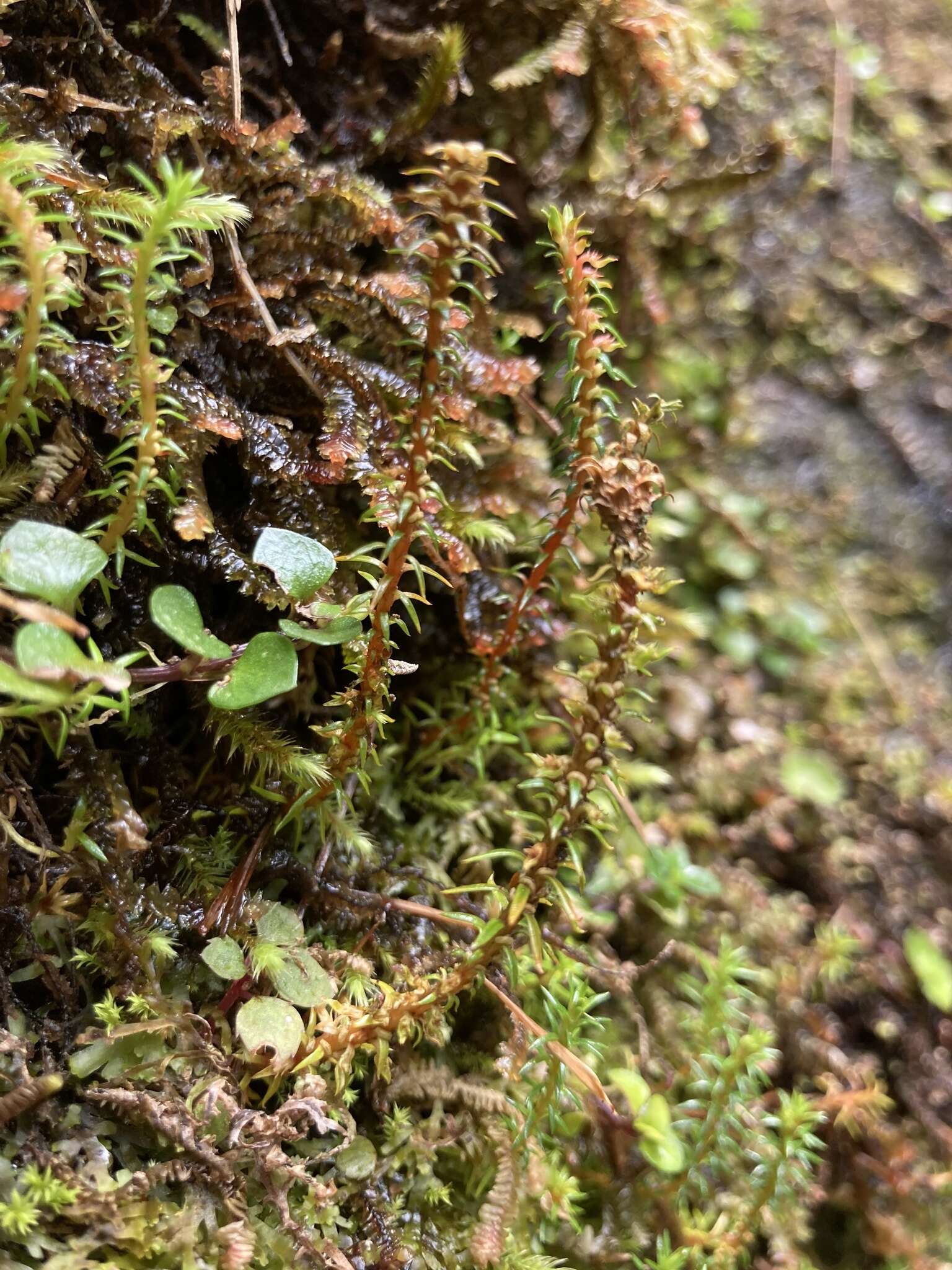 Image of Oriental clubmoss