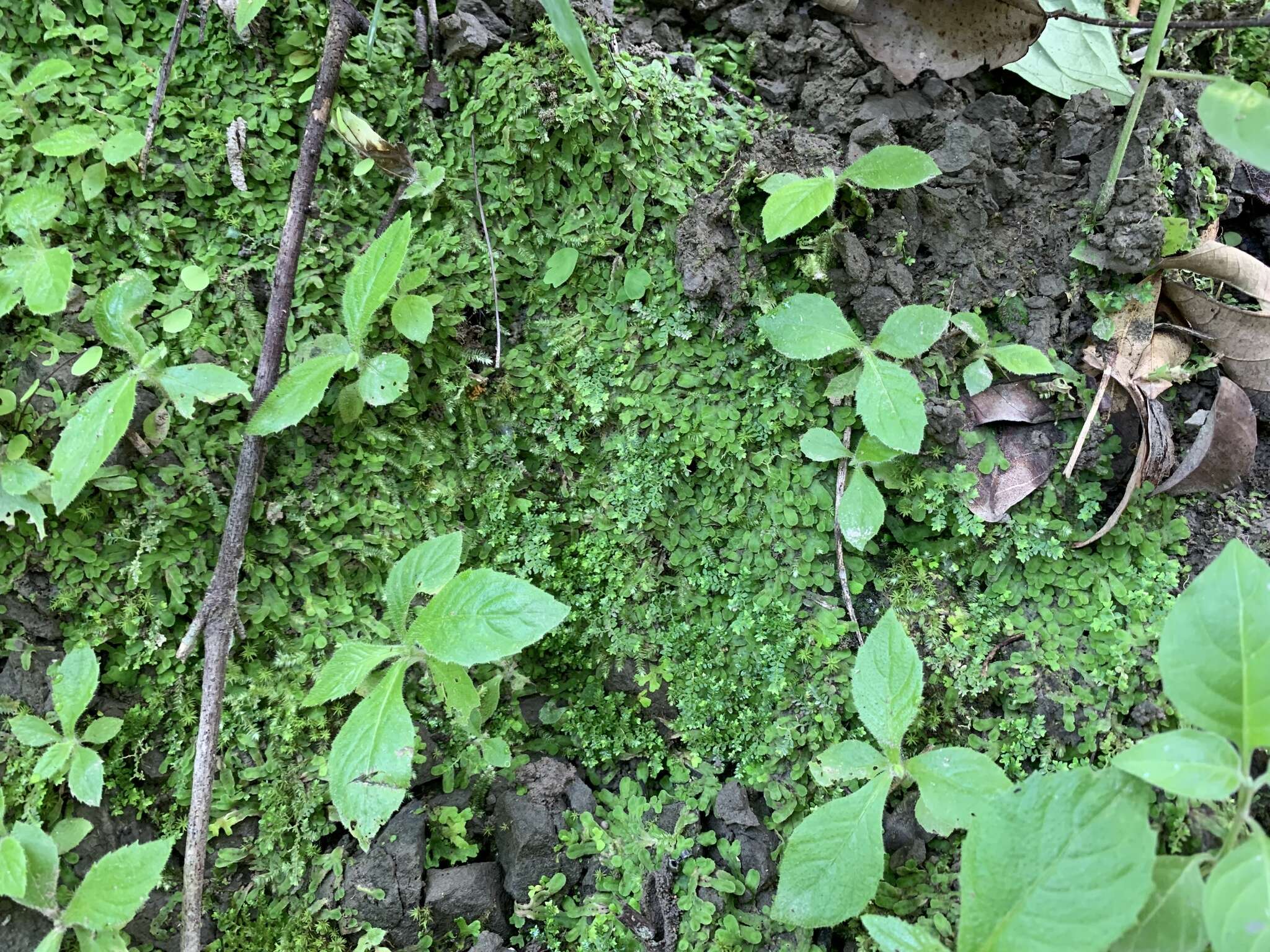 Selaginella devolii H. M. Chang, P. F. Lu & W. L. Chiou resmi