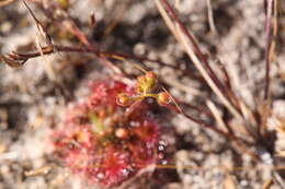 Image of Drosera leucostigma (N. G. Marchant & Lowrie) Lowrie & Conran