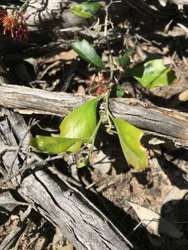 Image of Grevillea ilicifolia subsp. ilicifolia