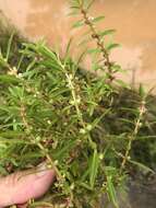 صورة Rotala ramosior (L.) Koehne