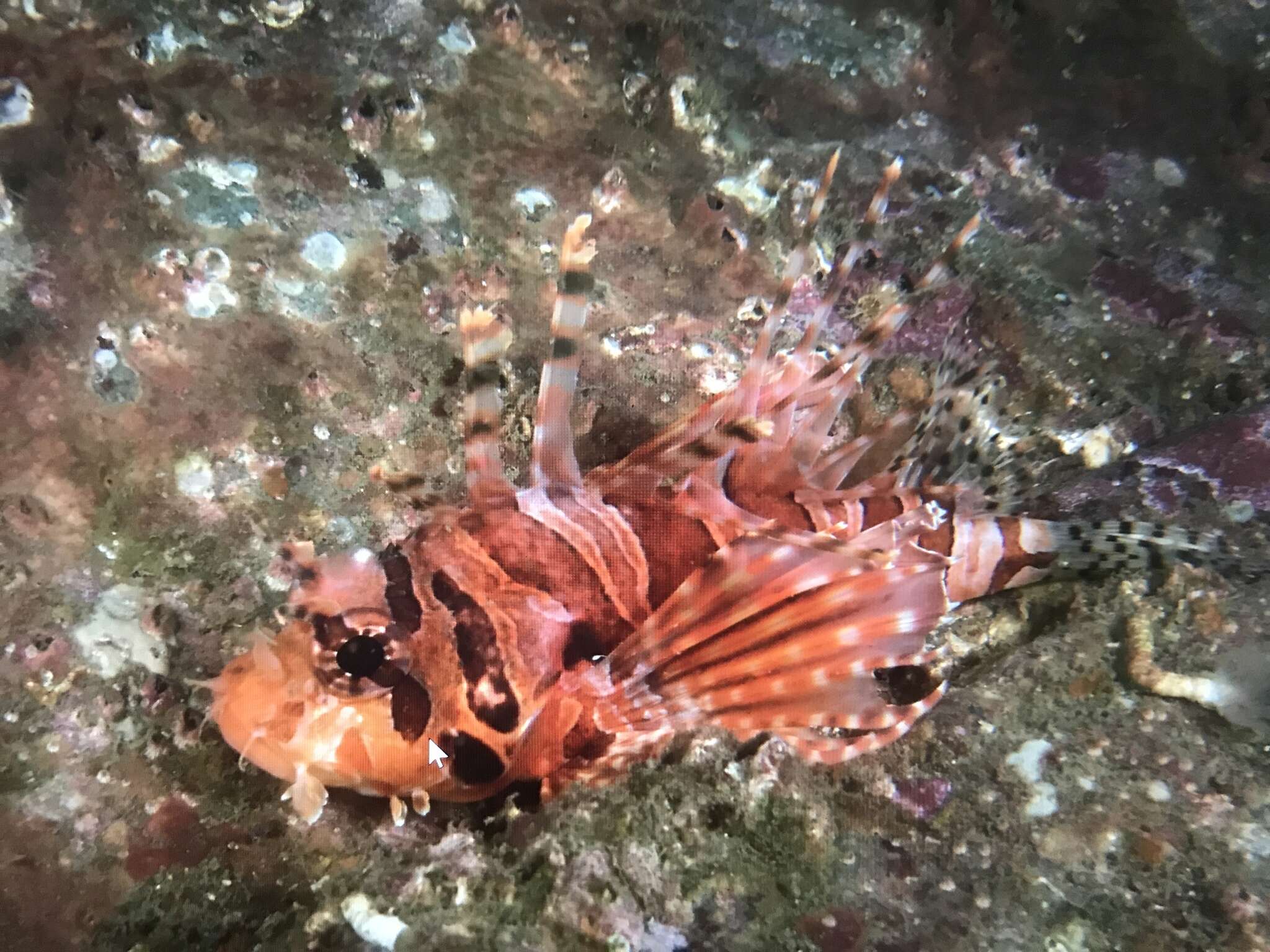 Image of Zebra lionfish