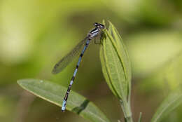 Image of New England Bluet