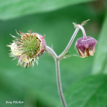 Image of Water Avens