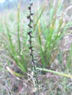 Image of Small-Head Marsh-Elder