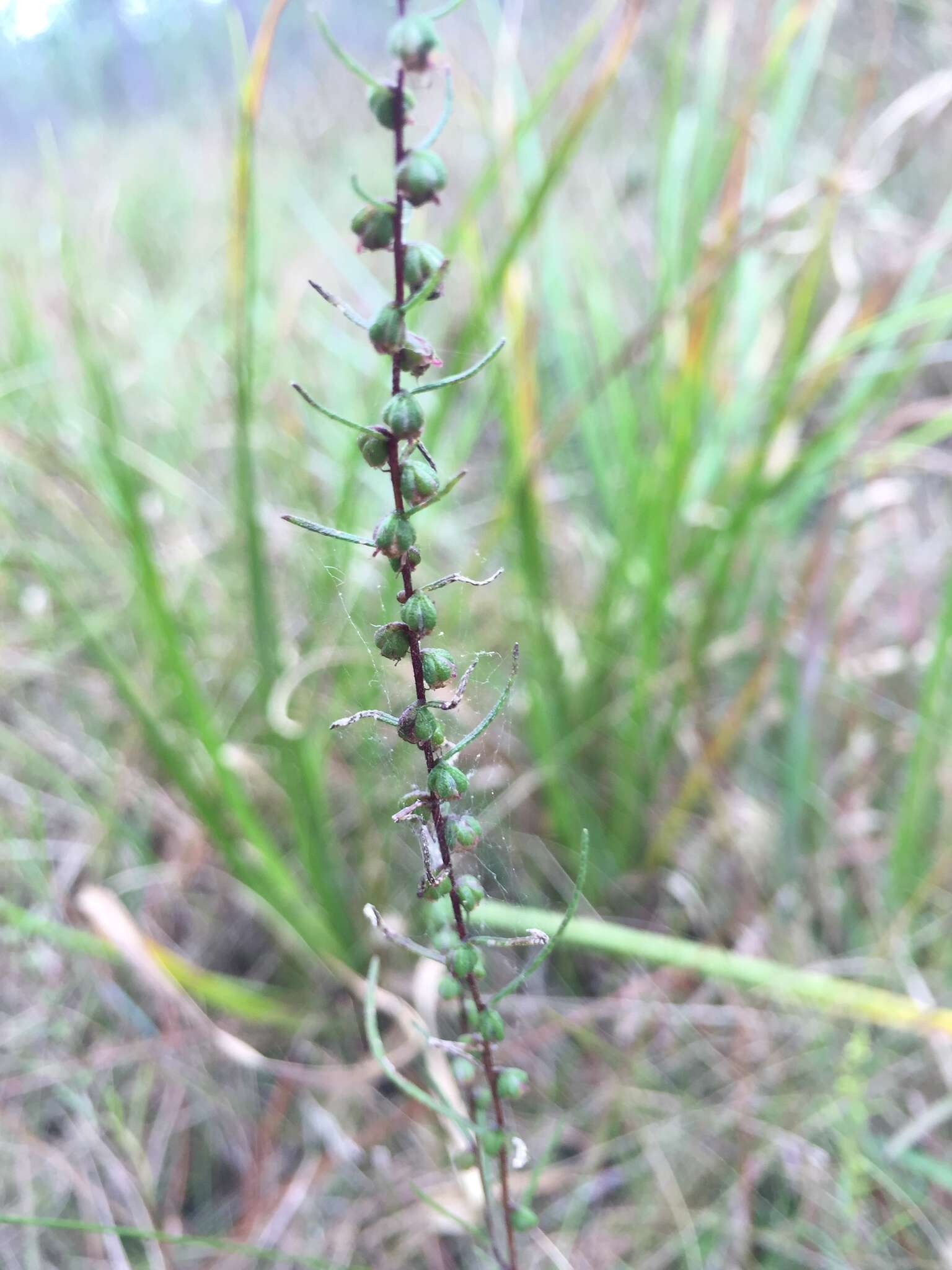 Image of Small-Head Marsh-Elder