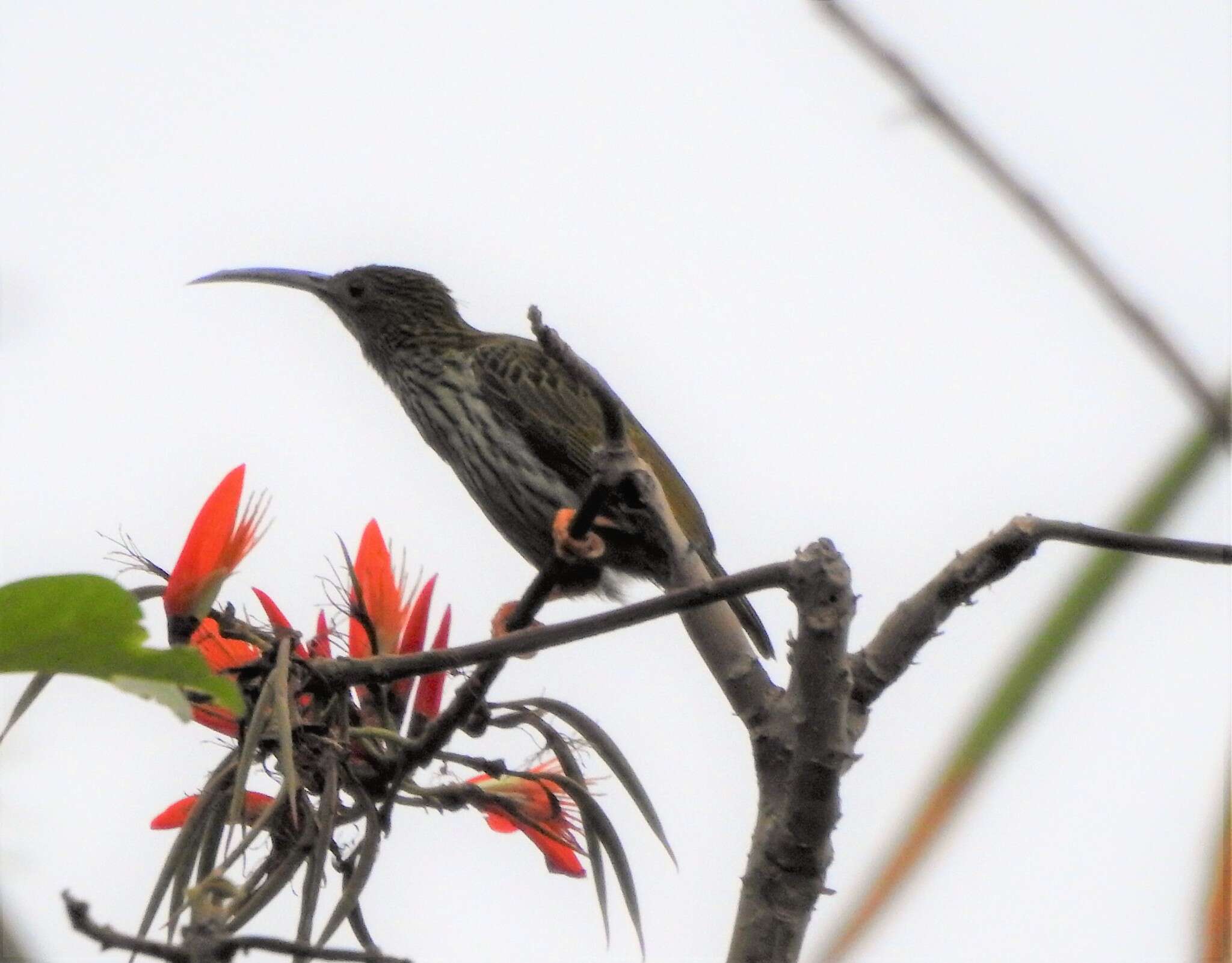 Image of Streaked Spiderhunter