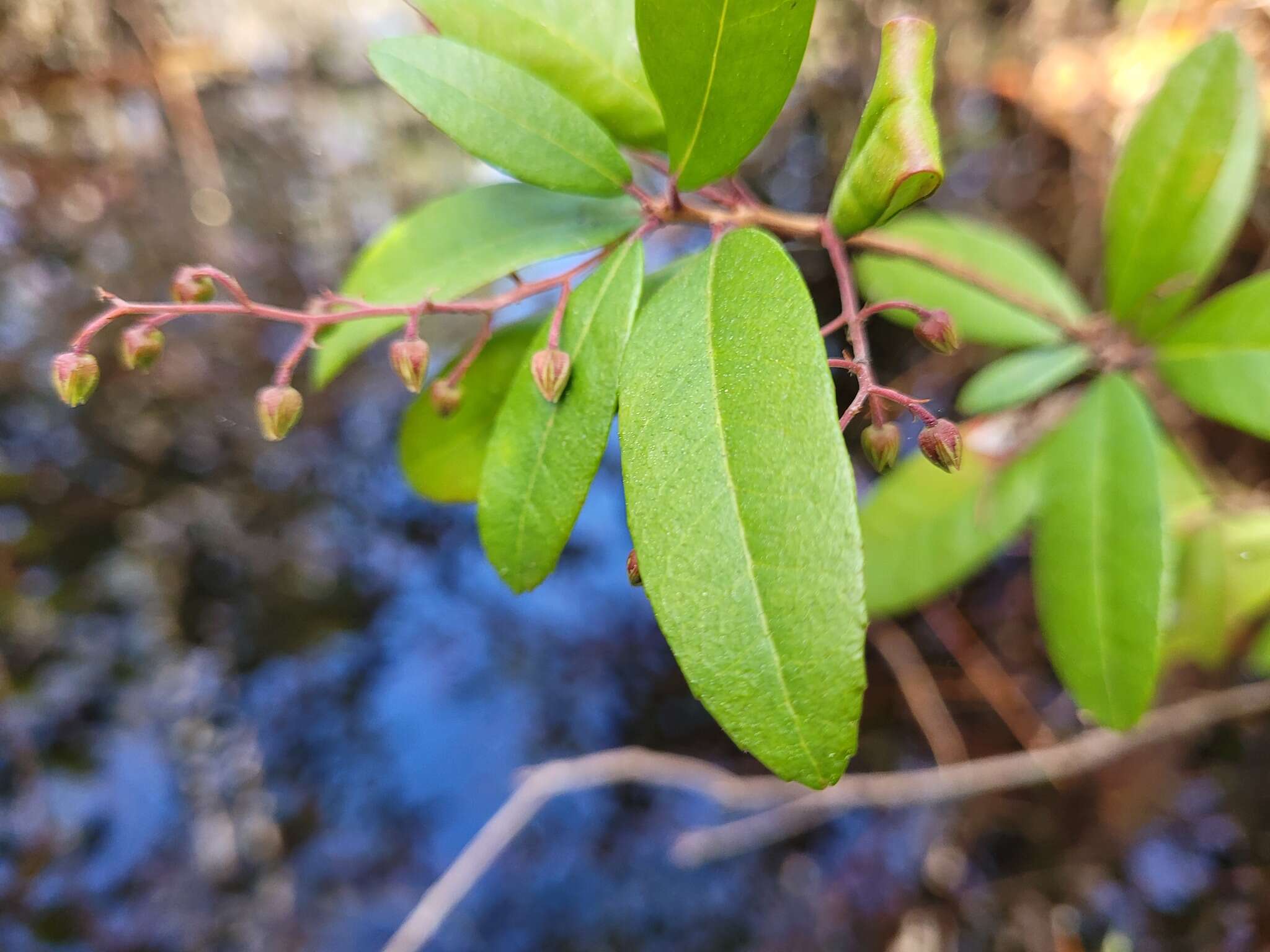 Image of Climbing Fetterbush