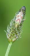 Image de Calocoris roseomaculatus (De Geer 1773)