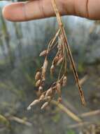 Image of Plumes of Water from the bristles