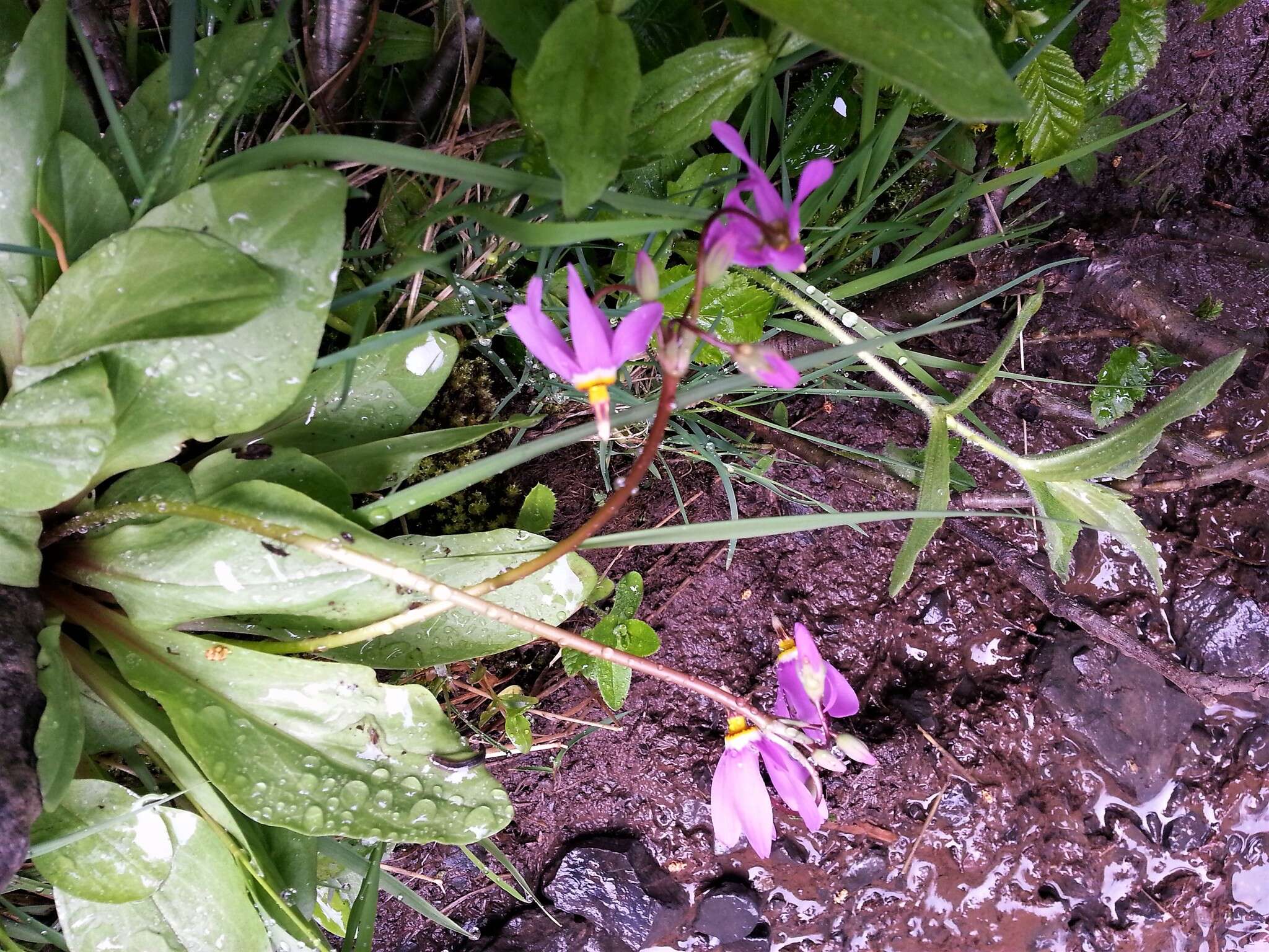 Plancia ëd Dodecatheon pulchellum subsp. macrocarpum (A. Gray) Taylor & Mac Bryde