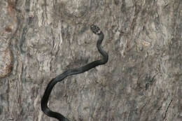 Image of Pale-headed Snake