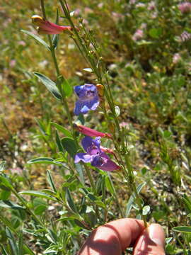 Image of azure penstemon