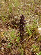 Image of Wurmbea marginata (Desr.) B. Nord.