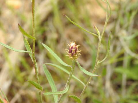 Image of Centaurea aspera subsp. stenophylla (Duf.) Nym.