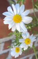 Anthemis arvensis L. resmi