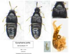 Plancia ëd Gyrophaena (Phaenogyra) polita (Gravenhorst 1802)