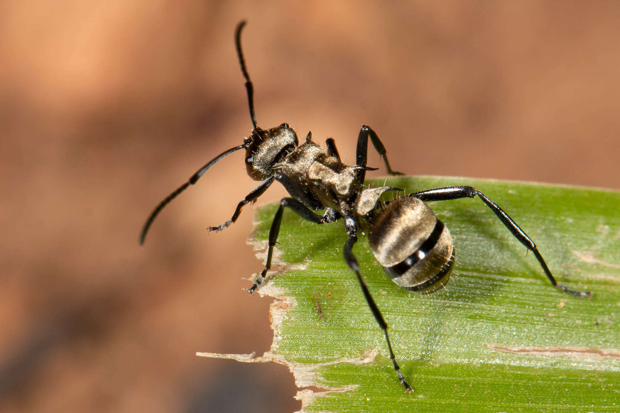 Image de Polyrhachis cupreata Emery 1895