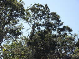 Image of Oregon white oak