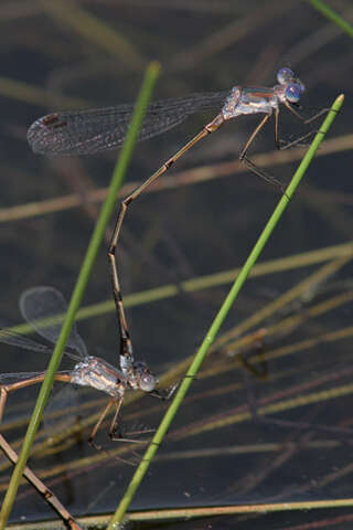 Image of Carolina Spreadwing