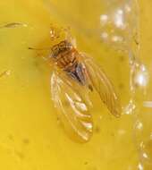 Image of Psyllid