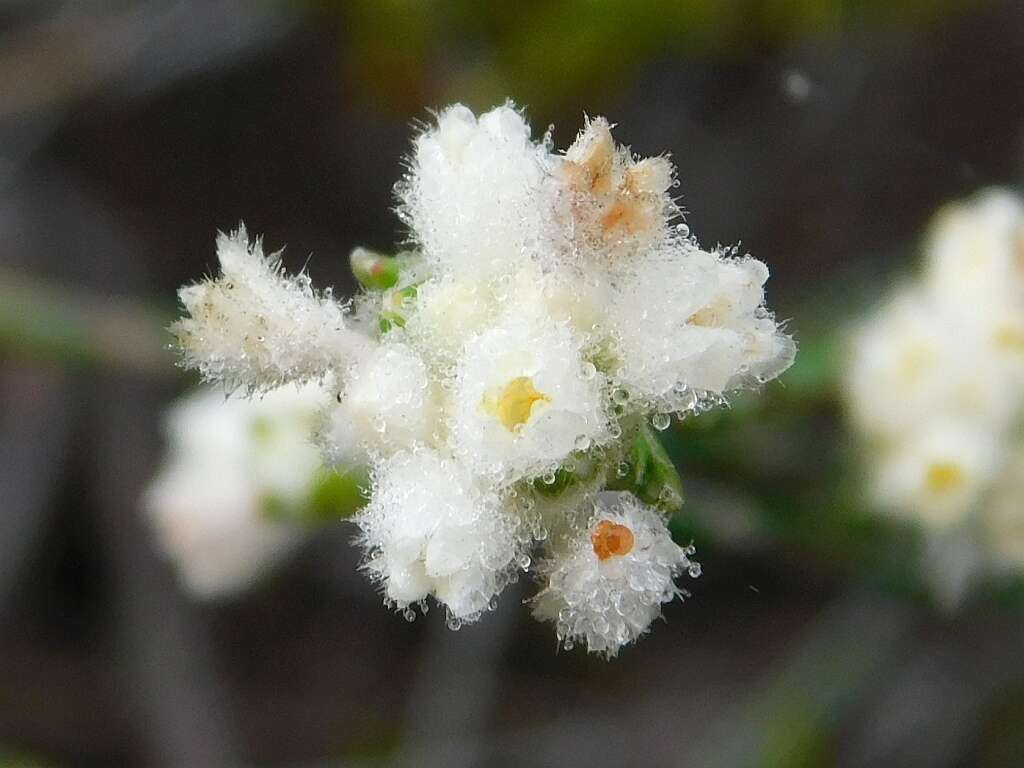 Image of Lachnaea greytonensis Beyers