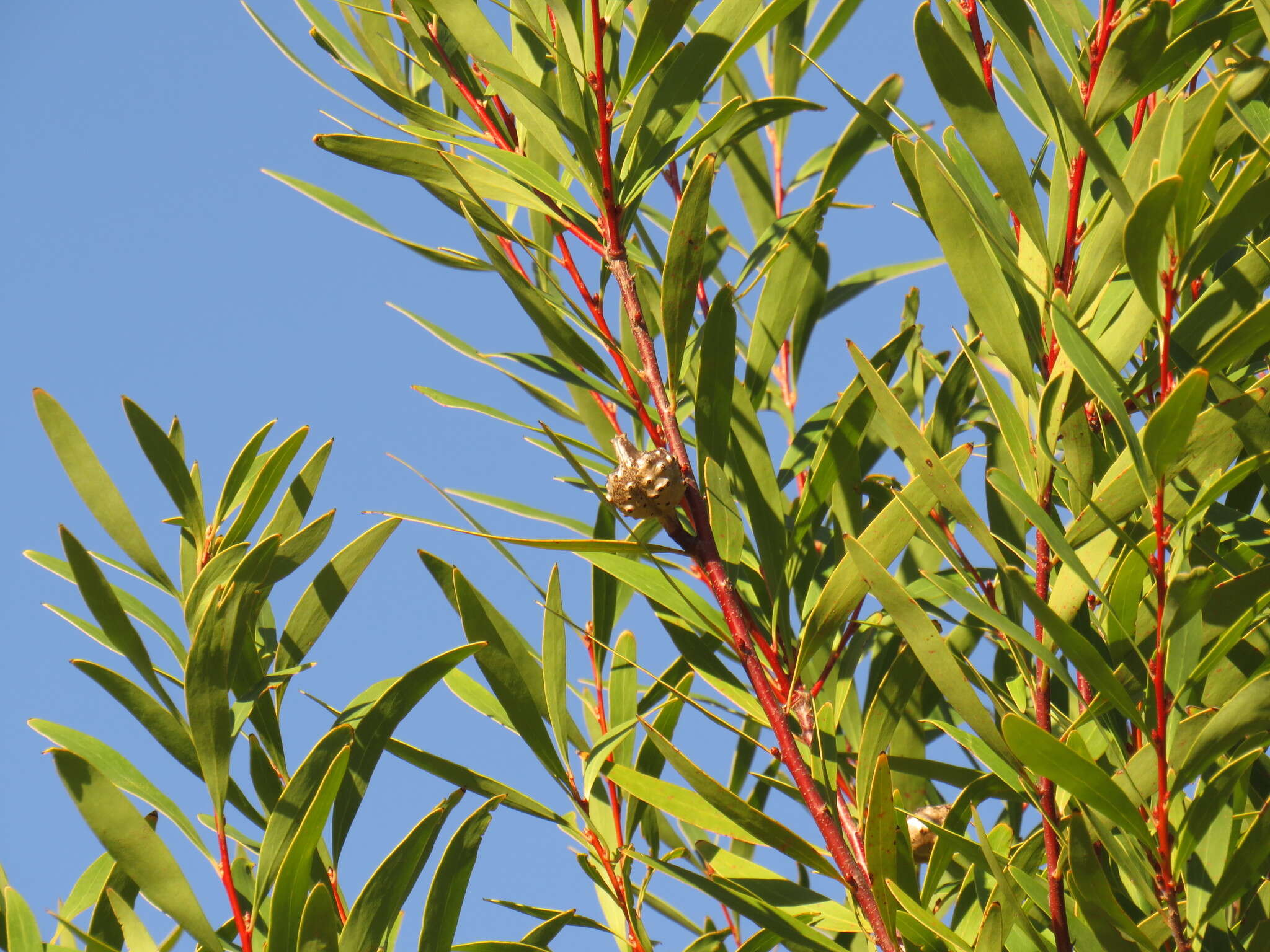 Image of Hakea salicifolia subsp. salicifolia