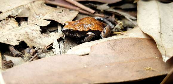 Image of Keferstein’s Toadlet