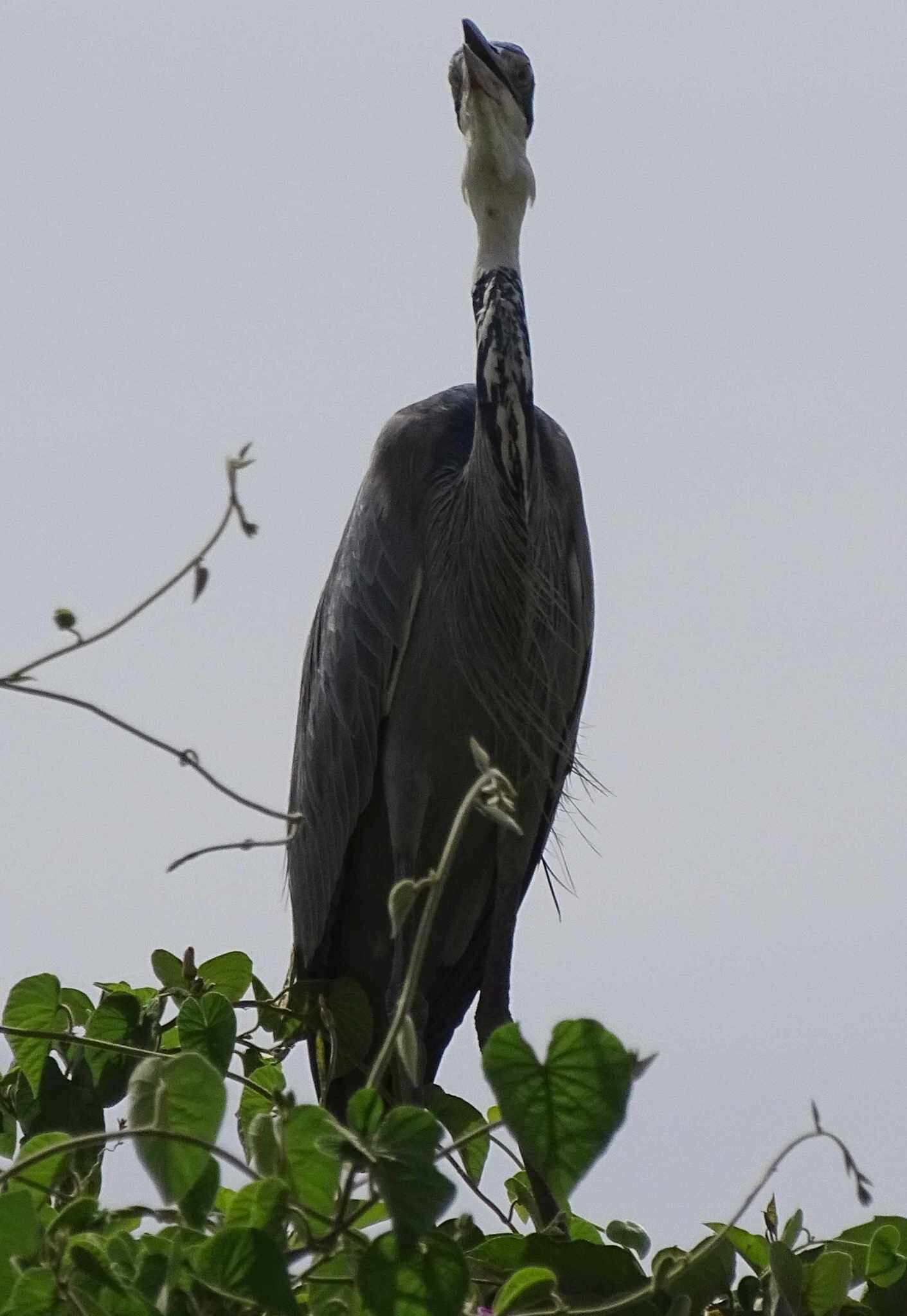 Plancia ëd Ardea melanocephala Children & Vigors 1826